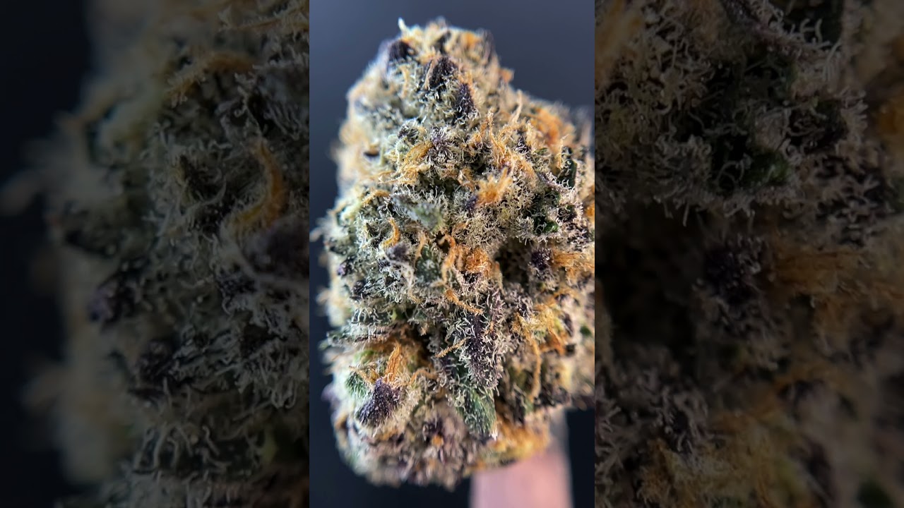 Meat Breath by Gnomestar