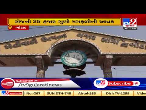 First time ever, MSP procurement of groundnut initiated in Botad market yard| TV9News