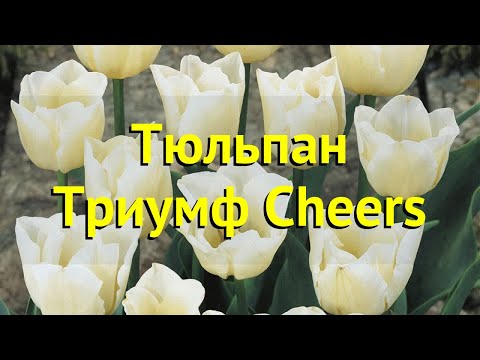 Видео: Сорта тюльпанов Триумф – Как выращивать тюльпаны Триумф в саду