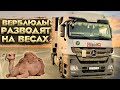 Дальнобой. ПЕРЕГРУЗ-Развод на весах в Сызрани. Встретили стадо верблюдов. Дальнобой по России