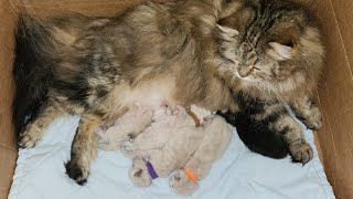 Baby Kittens 4 1/2 days old. So sweet! ❤️❤️ #toocute #babykittens #mothercat