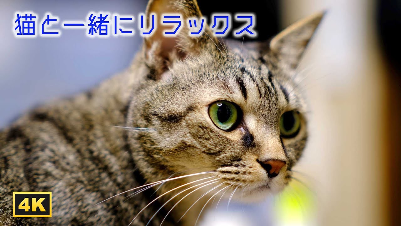 超高画質４k 猫の癒し動画 猫のまつ毛が見えます 猫がゴロゴロしている様子を高画質な映像にしました 大画面で観ることをお勧めします 猫 Cats 癒し リラックス 環境映像 Youtube