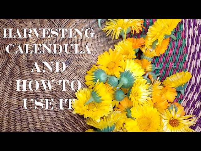 How to Plant, Grow, and Harvest Calendula Herb - Harvest to Table