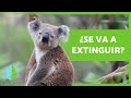 KOALA en PELIGRO de EXTINCIÓN 🐨⚠️ (Causas y Cómo ayudar)