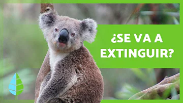 ¿Cuáles son las 3 razones por las que los koalas están en peligro de extinción?