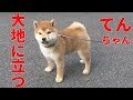【柴犬子犬】てんちゃん、大地に立つ！　太郎の犬モノガタリ＃１７