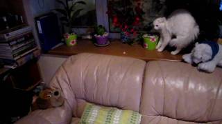 Angry Kittencat Vol 1