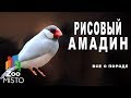 Рисовый Амадин - Все о виде птицы | Вид птицы - рисовый амадин