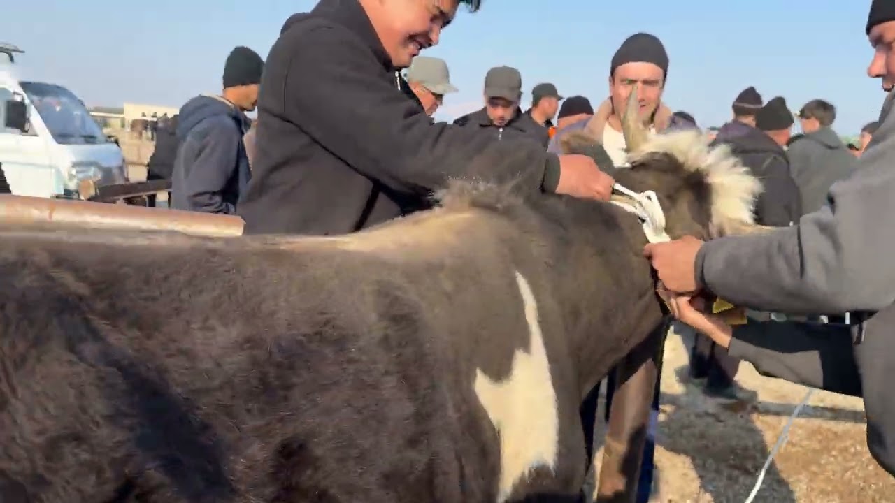 Chust mol bozoridan buqalar narxlari bilan tanishing 01.03.2026