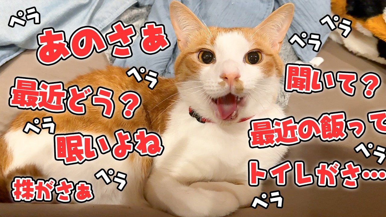 The cat that sat next to me keeps making small talk. - YouTube