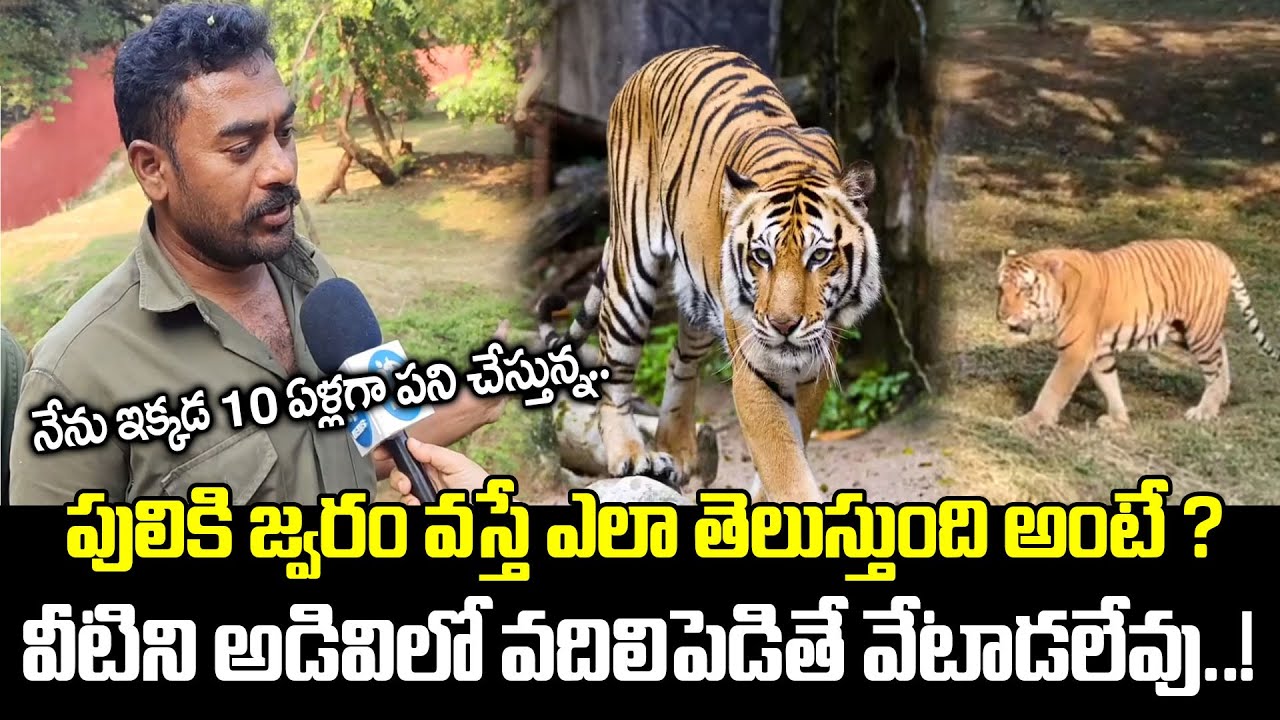 పులికి జ్వరం వస్తే ఎలా తెలుస్తుంది అంటే ? || Royal Bengal Tiger in Vizag Zoo || iDream News