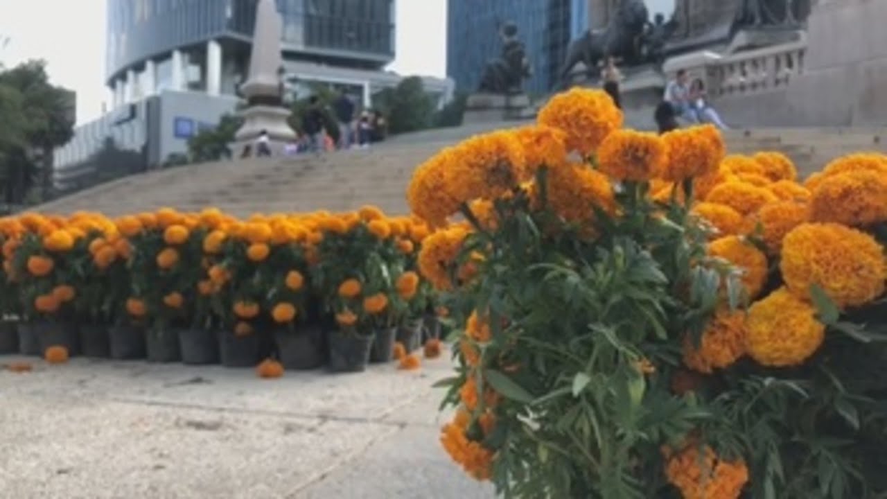 Capital de México prepara el Día de Muertos con miles de flores de  cempasúchil - YouTube