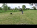 Harley Off Leash Training - Chicago Dog Training Harley Off Leash Training - Chicago Dog Training