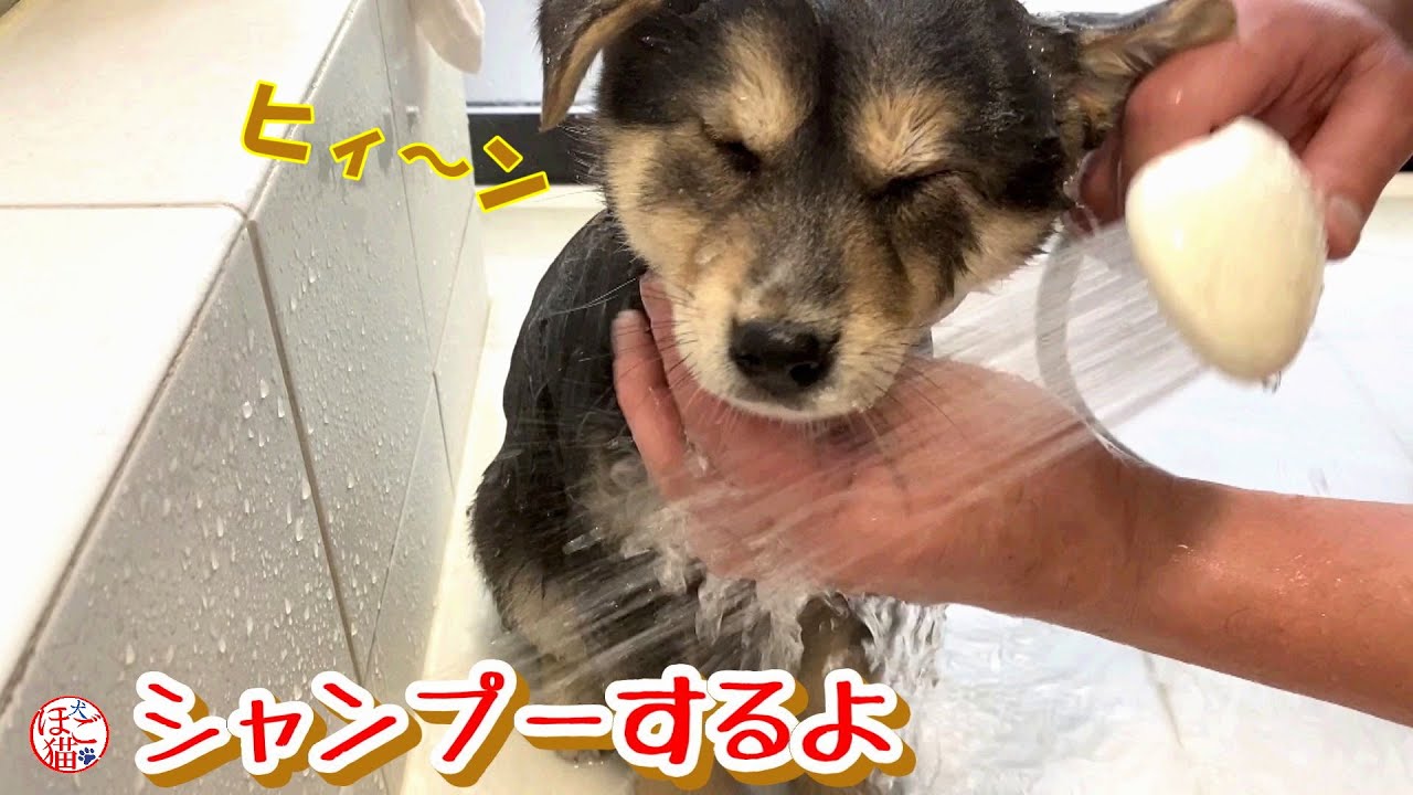 子犬 保護犬 シャンプーがイヤ過ぎて鳴いちゃう子犬たち Youtube 子犬 保護犬 シャンプーがイヤ過ぎて鳴いちゃう子犬たち Youtube