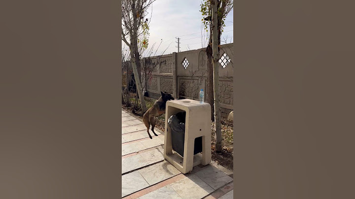 Good dog, ignorant people💚❤️🌸#dog  #subscribe  #viral  #shorts