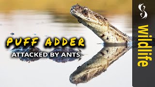 Puff Adder ATTACKED by Ants! Me too!