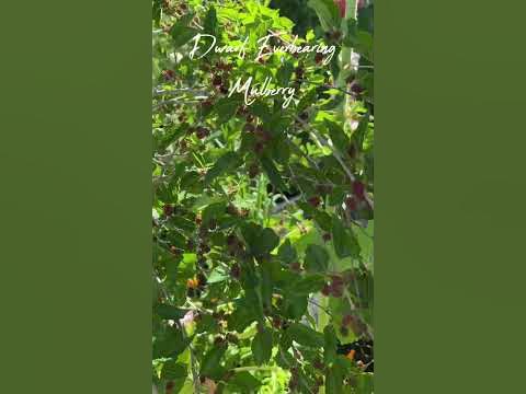 Dwarf Everbearing Mulberry - YouTube