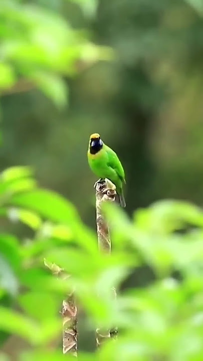 cucak ijo di alam liar #kicaumania #burung #gantangnews
