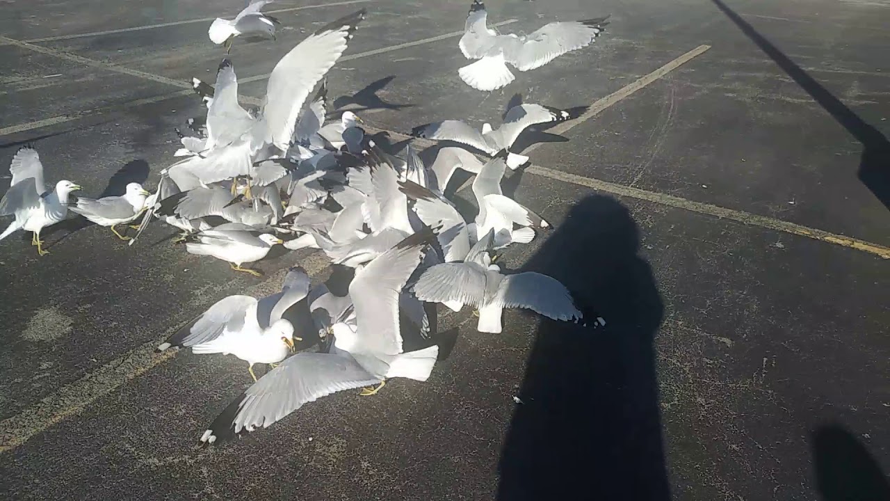 camera iphone 8 plus apk Feeding seagulls McDonalds fries