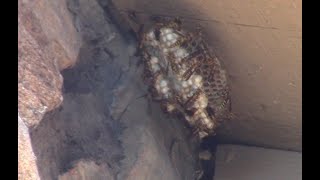 Will X Shot Super Soaker Kill My Wasp Nests?