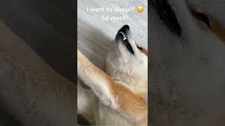 Shiba inu Archi ❤️ Not good morning I want to sleep ? shiba