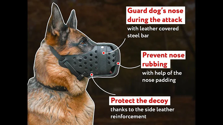 Muzzle training why it works & how to do it