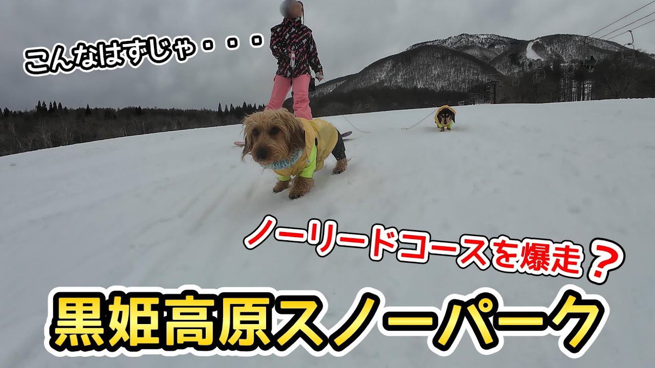 黒姫高原スノーパークで、ノーリードコースを爆走する？【ミニチュアダックスフンド】スノードッグエリア