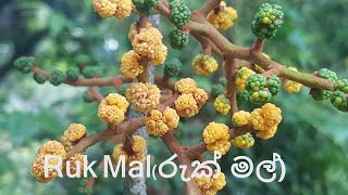 [Sri Lanka Wildflowers]열대식물Horsfieldia iryaghedhiRuk Mal(රුක් මල්)Mala BodaKukudha(කුකුධ)