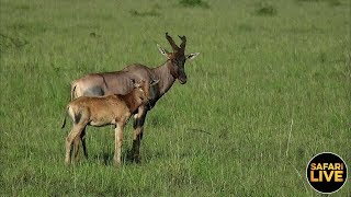 safariLIVE - Sunrise Safari - January 24, 2019 Part 1