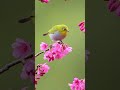 Honey Bird Feeding on the Nectar of Cherry Blossoms