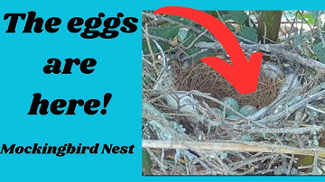 Mockingbird Momma Laying Her Precious Eggs!