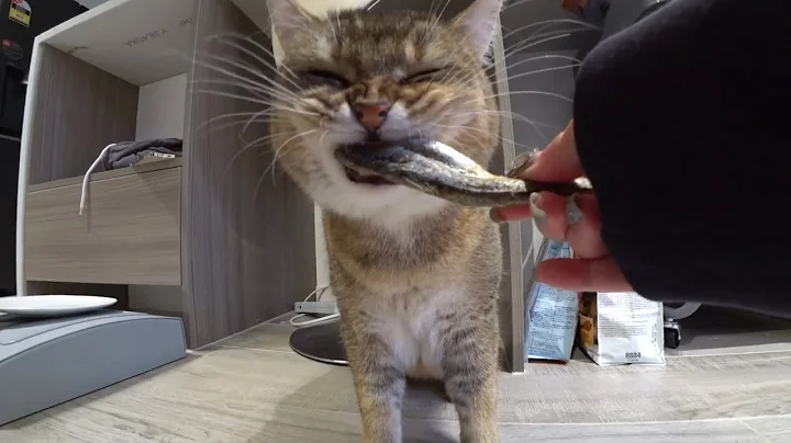 Video 3174461: british shorthair cat, shorthair cat love, shorthair golden cat, cat loves fish, gorgeous cat