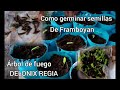 Como germinar semillas de framboyán, árbol de fuego, (DELONIX REGIA)