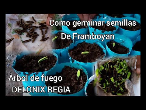 Video: ¿Cómo plantar una semilla de árbol de fuego?