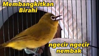 membangkitkan pleci kurang birahi dengan suara pleci ngecir nembak