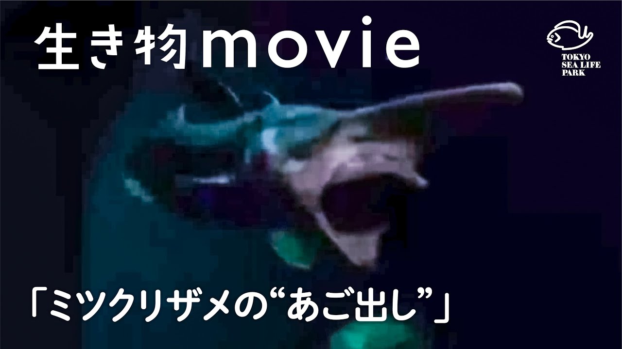 ミツクリザメの あご出し 生き物movie Youtube