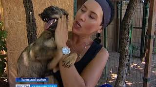 Приют для бездомных животных «Тимвилль» провёл День открытых дверей Приют для бездомных животных «Тимвилль» провёл День открытых дверей