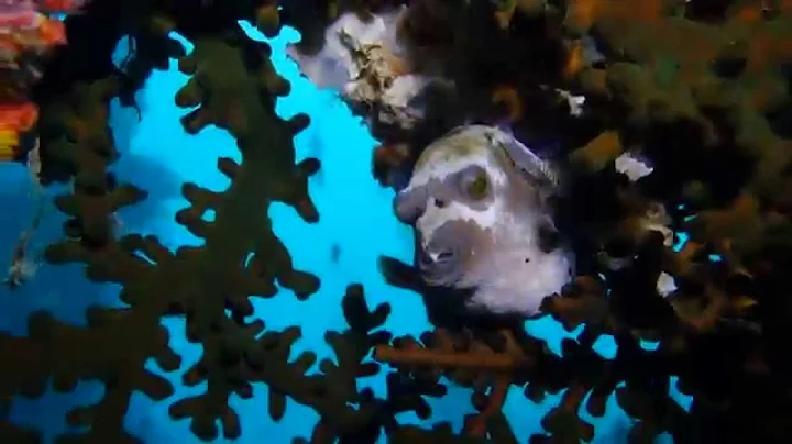 Built to Explore the Undersea: National Geographic...