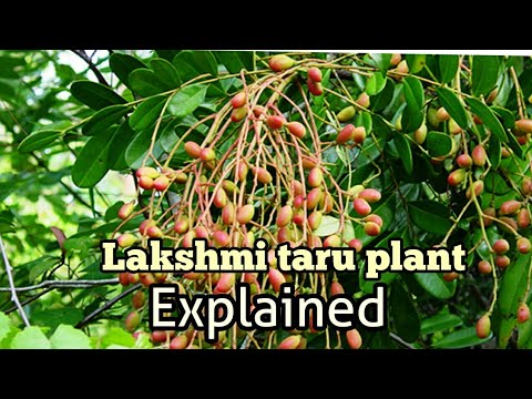 Lakshmi taru plant