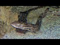 Facts: The Coral Catshark