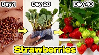 Use 3 hacks to grow Strawberry🍓 plant at home, How to grow strawberries🍓🍓🍓 plant