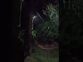 Rain at night. Relax #shortvideo