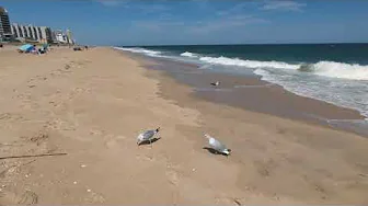 Ocean City Maryland Golden Surf Beach September 4, 2026