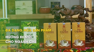 Đa dạng hóa sản phẩm – Hướng đi mới cho ngành chè  | Thái Nguyên TV