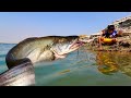 #shortsvideo #fishlovers #kingfisher #youtubeshorts #shirtviral