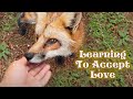 Update On The Foxes Rescued From A Fur Farm