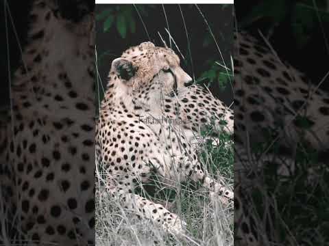Video: Fakta Keseronokan Mengenai Haiwan Afrika: Cheetah