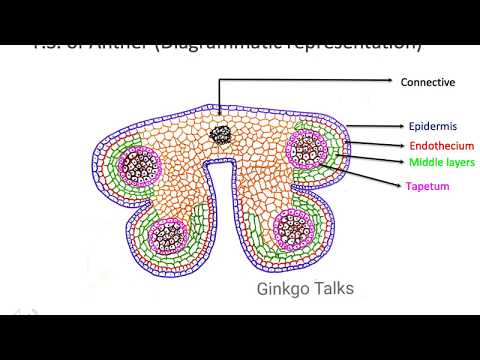 Anther Wall: Structure and Function of various layers.