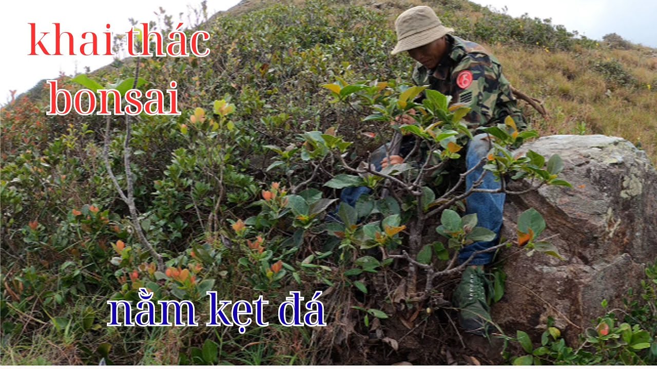 khai thác bonsai nằm kẹt đá cho hoa đẹp ngoài tự nhiên