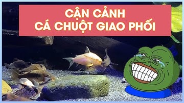 CẬN CẢNH CÁ CHUỘT GIAO PHỐI - SINH SẢN